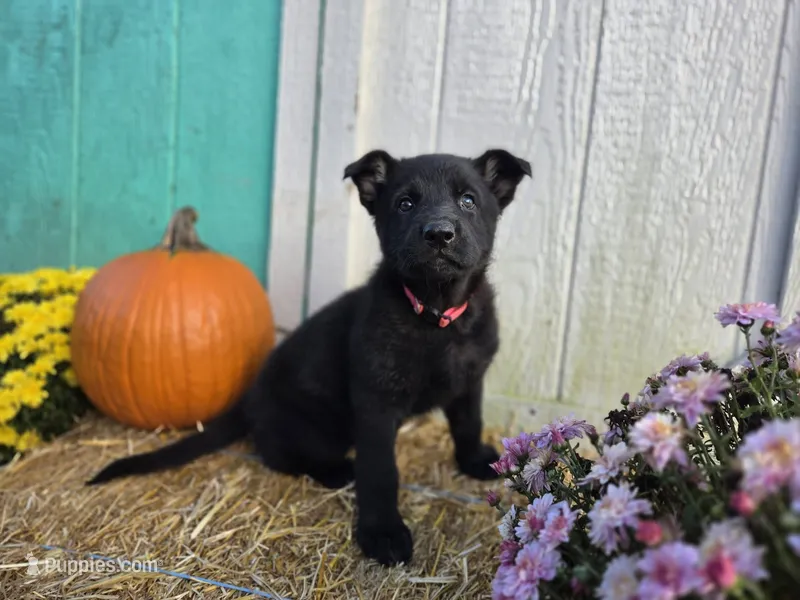 Rhiannon – German Shepherd Dog puppy for sale in Orwell, OH