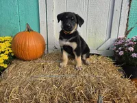 Vander pups, a male German Shepherd Dog for sale in Orwell, OH – 2 of 3