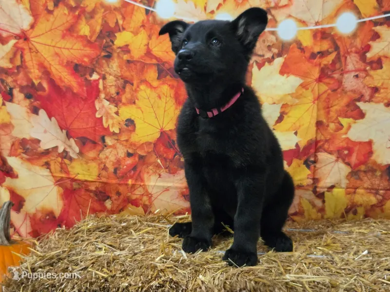 Rhiannon – German Shepherd Dog puppy on hold in Orwell, OH