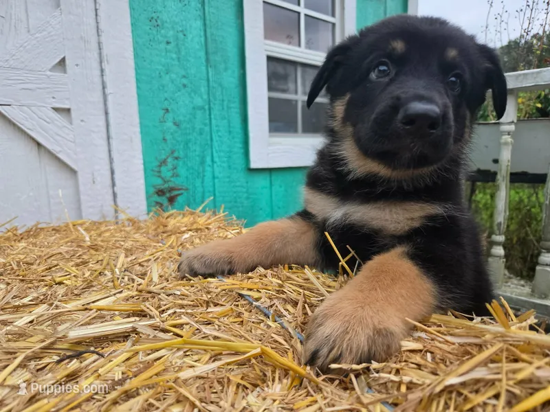 Vander pups – German Shepherd Dog puppy for sale in Orwell, OH