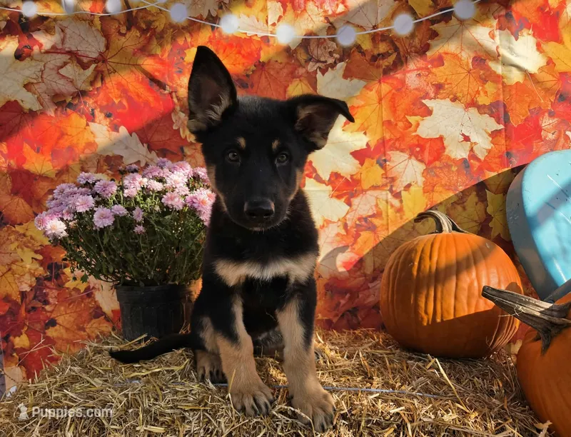 Magic – German Shepherd Dog puppy for sale in Orwell, OH