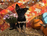 Magic, a male German Shepherd Dog for sale in Orwell, OH – 1 of 7