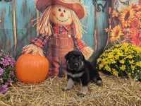 Magic, a male German Shepherd Dog for sale in Orwell, OH – 7 of 7