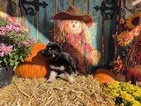 Miracle, a female German Shepherd Dog for sale in Orwell, OH – 1 of 1