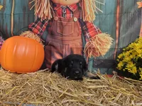 Buck, a male German Shepherd Dog for sale in Orwell, OH – 7 of 7