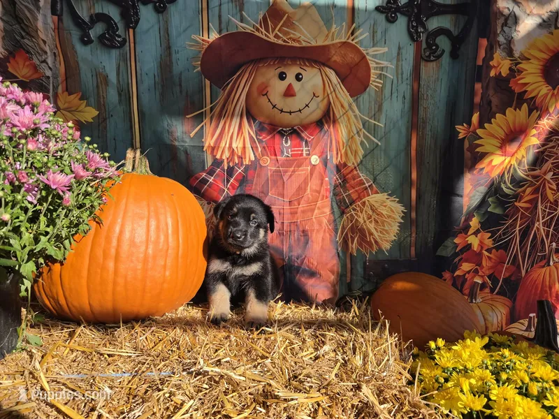 Penguin – German Shepherd Dog puppy for sale in Orwell, OH