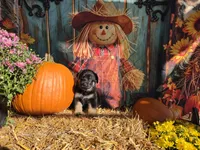 Penguin, a male German Shepherd Dog for sale in Orwell, OH – 1 of 1