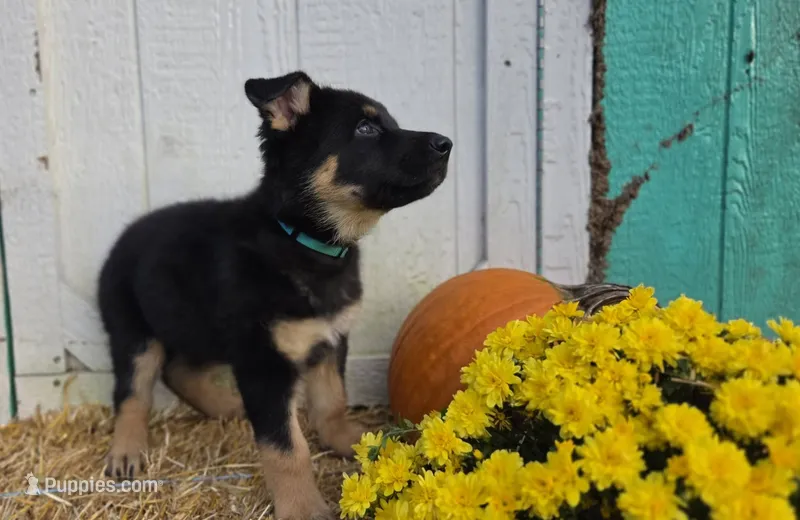 Magic – German Shepherd Dog puppy for sale in Orwell, OH