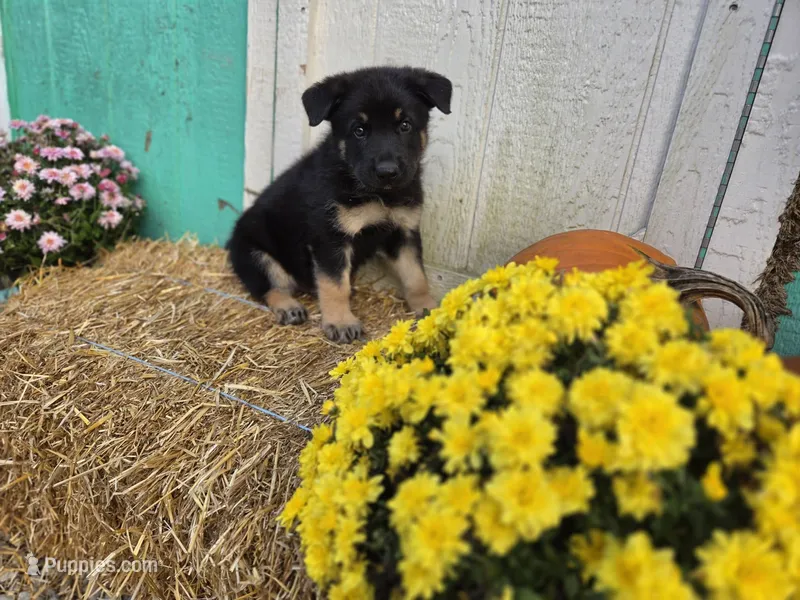 Buck – German Shepherd Dog puppy for sale in Orwell, OH