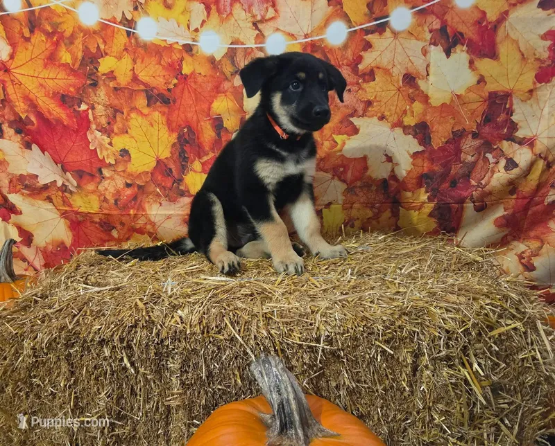 Mac – German Shepherd Dog puppy for sale in Orwell, OH