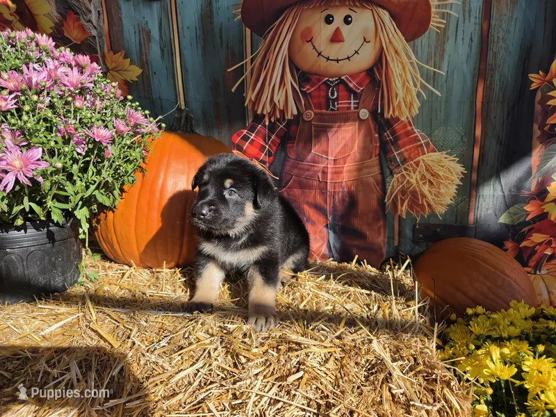 Magic – German Shepherd Dog puppy for sale in Orwell, OH