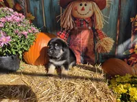 Magic, a male German Shepherd Dog for sale in Orwell, OH – 1 of 1