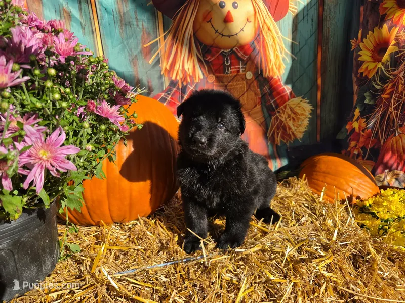 Turner – German Shepherd Dog puppy for sale in Orwell, OH