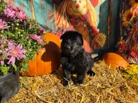 Turner, a male German Shepherd Dog for sale in Orwell, OH – 1 of 1