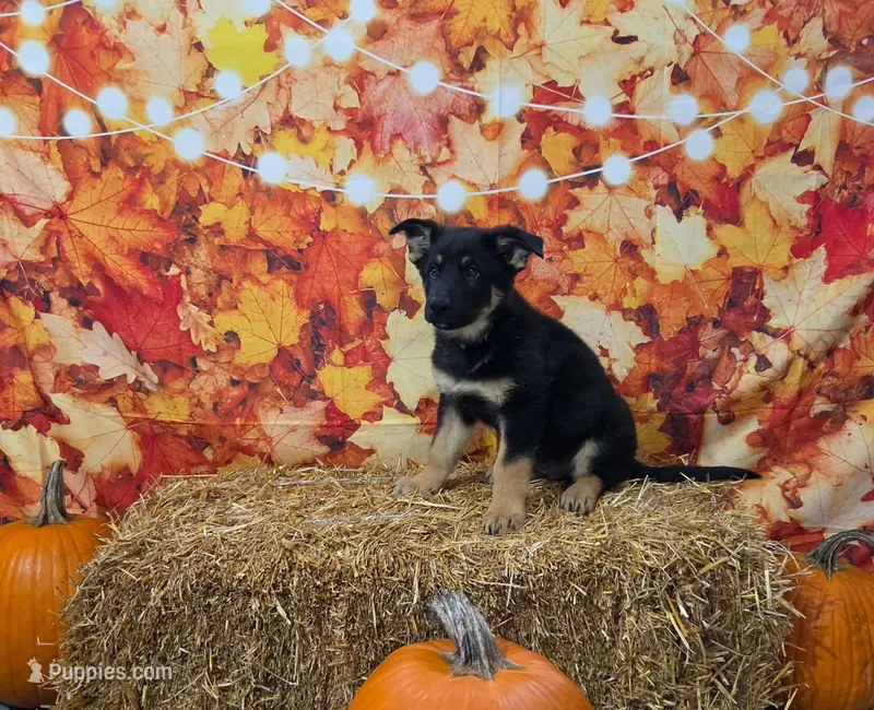Magic – German Shepherd Dog puppy for sale in Orwell, OH