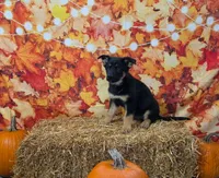 Magic, a male German Shepherd Dog for sale in Orwell, OH – 2 of 7