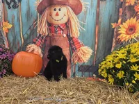 Sunshine, a female German Shepherd Dog for sale in Orwell, OH – 6 of 6