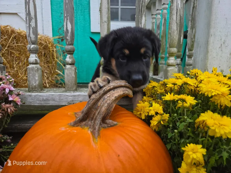 Mac – German Shepherd Dog puppy for sale in Orwell, OH