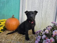 Dreams pups, a female German Shepherd Dog for sale in Orwell, OH – 2 of 2