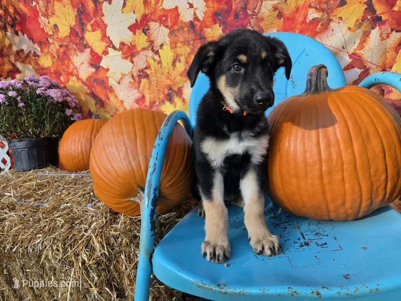 Mac – German Shepherd Dog puppy for sale in Orwell, OH