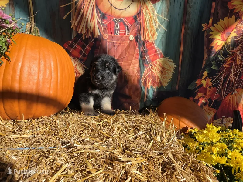 Player – German Shepherd Dog puppy for sale in Orwell, OH