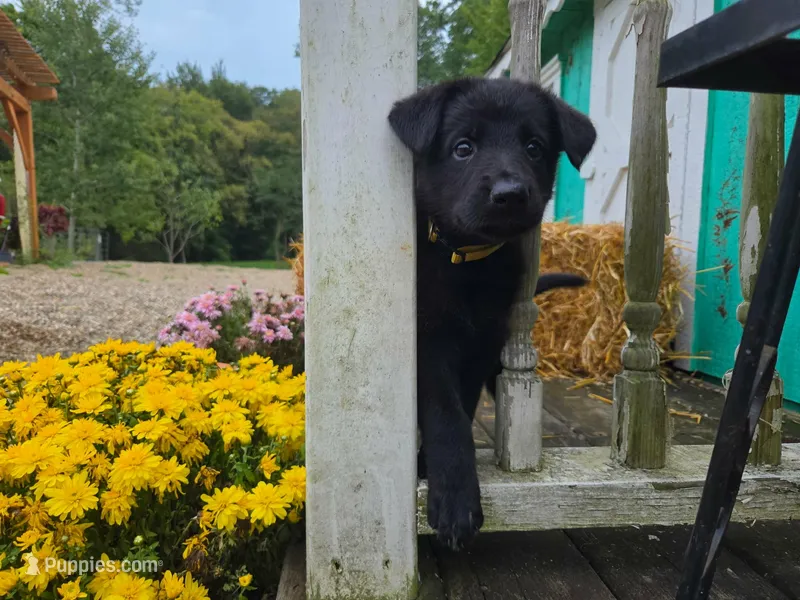 Sunshine – German Shepherd Dog puppy for sale in Orwell, OH