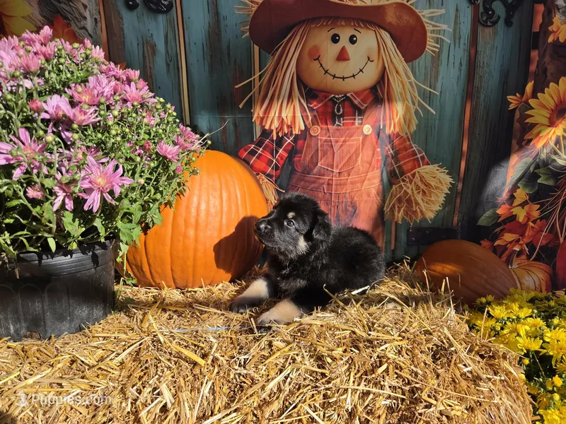 Buck – German Shepherd Dog puppy for sale in Orwell, OH