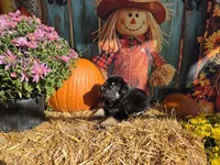 Buck, a male German Shepherd Dog for sale in Orwell, OH – 1 of 1
