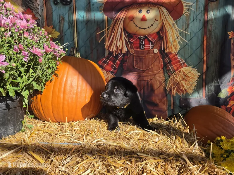 Sunshine – German Shepherd Dog puppy for sale in Orwell, OH