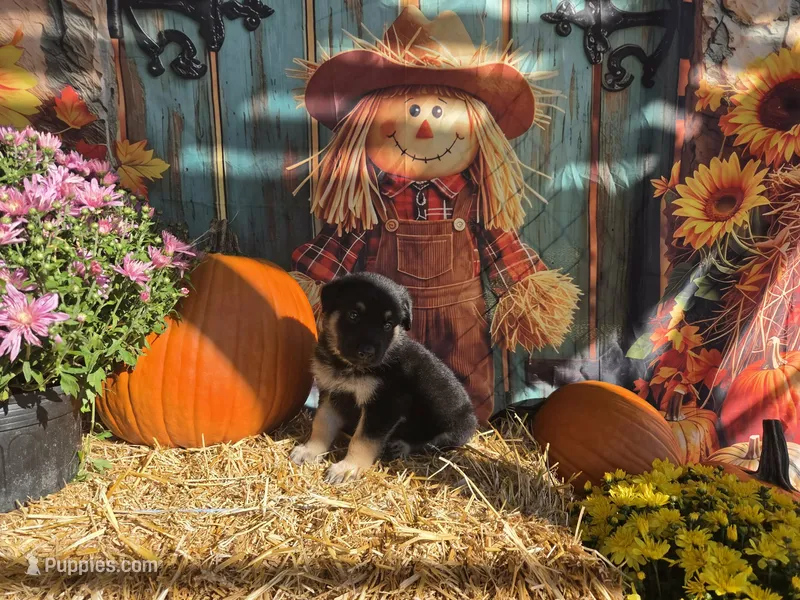 Mac – German Shepherd Dog puppy for sale in Orwell, OH