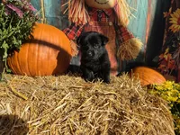 Rhiannon, a male German Shepherd Dog for sale in Orwell, OH – 1 of 1