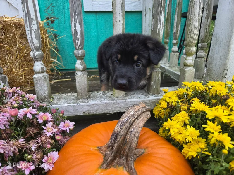 Buck – German Shepherd Dog puppy for sale in Orwell, OH