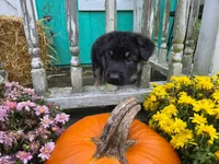 Buck, a male German Shepherd Dog for sale in Orwell, OH – 4 of 7