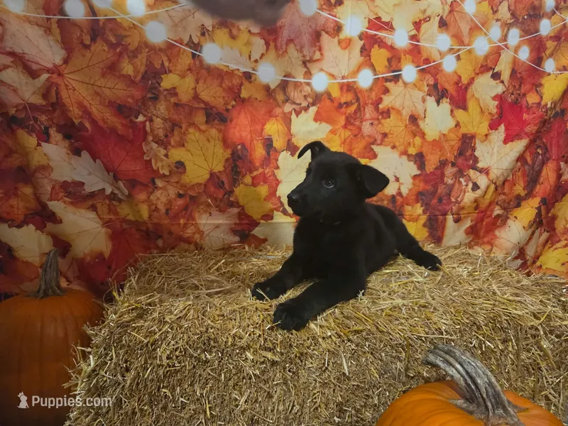 Sunshine – German Shepherd Dog puppy for sale in Orwell, OH