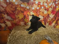Sunshine, a female German Shepherd Dog for sale in Orwell, OH – 1 of 6