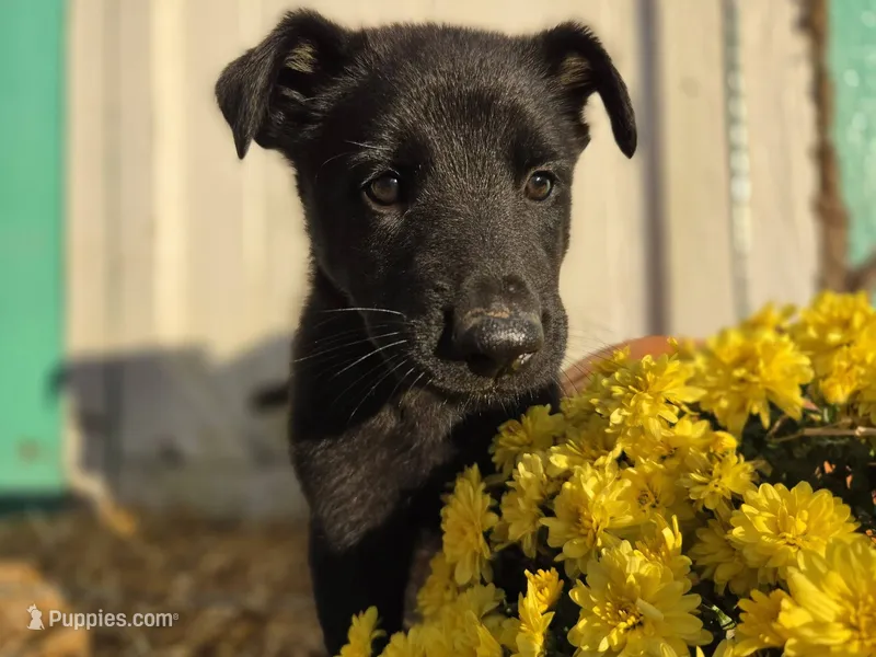 Sunshine – German Shepherd Dog puppy for sale in Orwell, OH