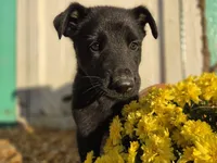 Sunshine, a female German Shepherd Dog for sale in Orwell, OH – 2 of 6