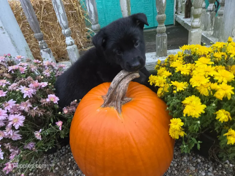 Rhiannon – German Shepherd Dog puppy for sale in Orwell, OH