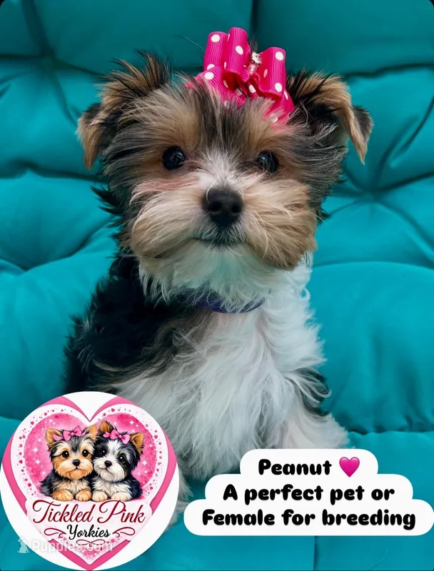 Peanut  – Yorkshire Terrier puppy for sale in Knoxville, TN