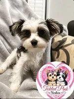 Gus, a male Yorkshire Terrier for sale in Knoxville, TN – 4 of 4