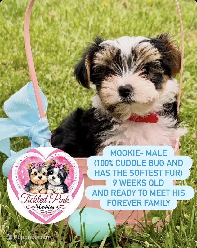 Mookie – Yorkshire Terrier puppy for sale in Knoxville, TN