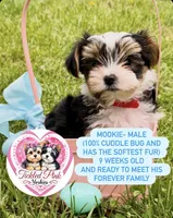Mookie, a male Yorkshire Terrier for sale in Knoxville, TN – Photo 1 of 2