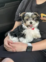 Mookie, a male Yorkshire Terrier for sale in Knoxville, TN – 4 of 7