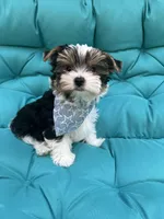 Mookie, a male Yorkshire Terrier for sale in Knoxville, TN – 7 of 7