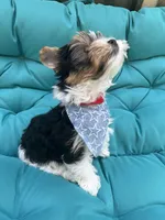 Mookie, a male Yorkshire Terrier for sale in Knoxville, TN – 6 of 7