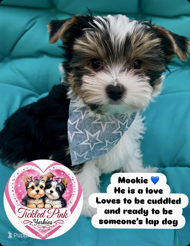 Mookie – Yorkshire Terrier puppy for sale in Knoxville, TN