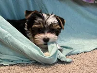 Mookie, a male Yorkshire Terrier for sale in Knoxville, TN – 5 of 7