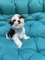Gus, a male Yorkshire Terrier for sale in Knoxville, TN – 10 of 10