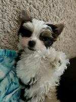 Gus, a male Yorkshire Terrier for sale in Knoxville, TN – Photo 3 of 3