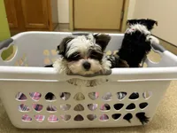 Gus, a male Yorkshire Terrier for sale in Knoxville, TN – 5 of 10